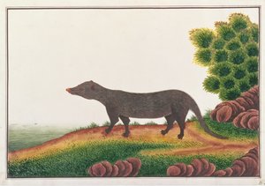 猫鼬，来自马六甲的动物图画，昆虫和爬行动物，c.1805-18（纸上水粉和纸） 作者 中文学校