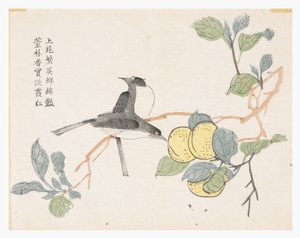 Mustard Seed Garden 作者 中文学校