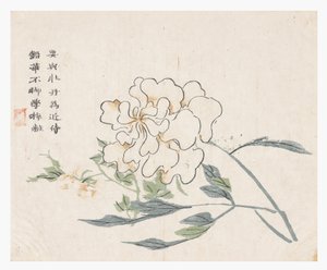 芥菜园 作者 中文学校