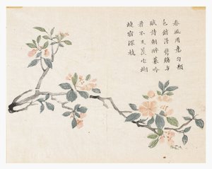 芥菜园 作者 中文学校