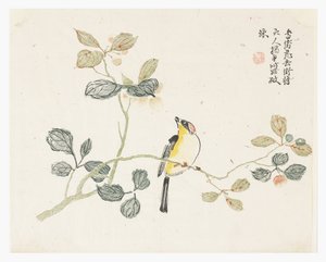芥菜园 作者 中文学校