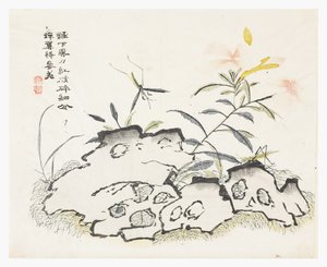 芥菜园 作者 中文学校