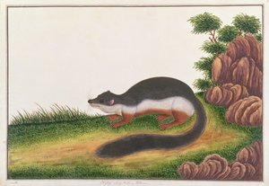 Prevosts Squirrel，来自马六甲的动物，昆虫和爬行动物的图画，c.1805-18（水粉和纸上的wc） 作者 中文学校