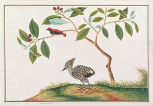 猩红色的Flowerpecker与灰貂啄木鸟，来自马六甲的鸟类图纸，c.1805-18（纸上wc）