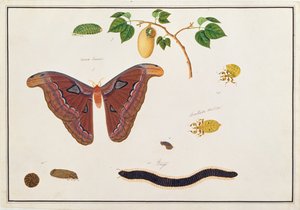 六种节肢动物，来自马六甲的动物，昆虫和爬行动物的图画，c.1805-18（纸上的水粉和水粉）