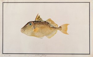 Starry Triggerfish，来自马六甲的鱼图，c.1805-18（纸上写着） 作者 中文学校