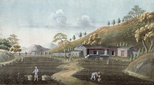 茶叶种植（纸上卫生） 作者 中文学校