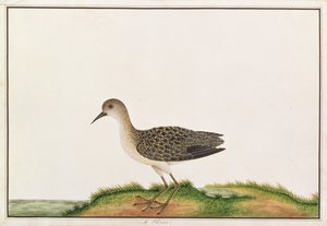 木鹬，来自马六甲的鸟类图画，c.1805-18（纸上写着）