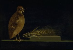 鹌鹑吃着玉米穗 作者 克里斯汀·科布（ChristenKøbke）
