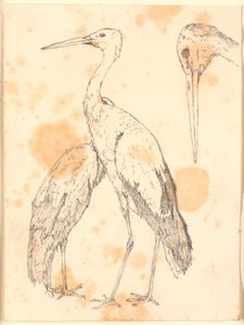 白鹳 作者 克里斯汀·科布（ChristenKøbke）