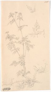 "威尔-佩德西利 作者 克里斯汀·科布（ChristenKøbke）