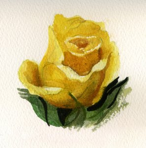 黄玫瑰》，2009 年（纸上水彩）