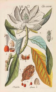 植物学手册》，1808年。 作者 克里斯蒂安·施库尔