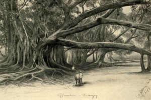 爪哇Buitenzorg的巨树，1898年。   作者 克里斯蒂安·威廉·艾尔斯