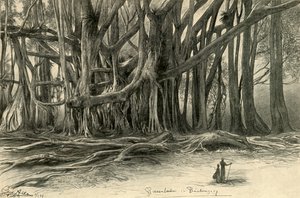 爪哇Buitenzorg的巨树，1898年。  