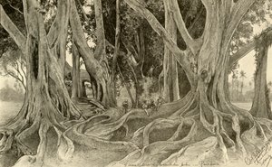 锡兰康提Peradeniya植物园的巨树，1898年。
