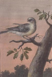 树枝上的鸟，（水粉），（另见60075） 作者 克里斯托夫·路德维希·阿格里科拉