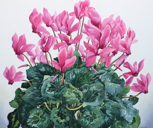 Cyclamen Portrait 作者 克里斯托弗·莱兰