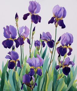 Purple Irises 作者 克里斯托弗·莱兰