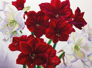 红白相间的孤挺花，2008年（纸上写着） 作者 克里斯托弗·莱兰