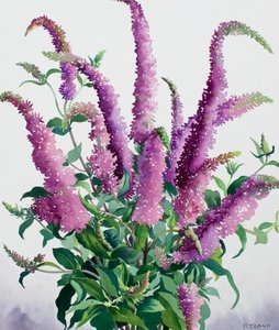 Wild Buddleia 作者 克里斯托弗·莱兰