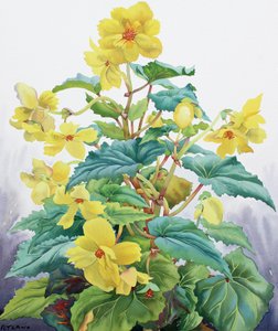 Yellow Begonia 2 作者 克里斯托弗·莱兰