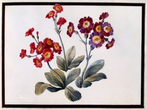 Auricula，约1690年，纸上水粉画。