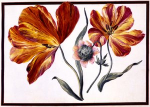 郁金香和Anenome，c.1690