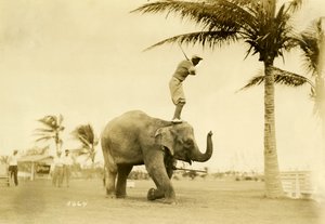 高尔夫球手站在罗西大象，迈阿密海滩，1927年5月2日