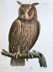 大公爵“，鹰猫头鹰，1799-1808年 作者 克劳德·费萨德