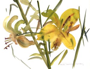 百合，1987 作者 克劳迪娅·哈钦斯（Claudia Hutchins）