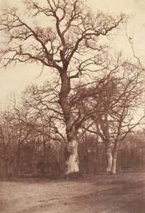 Bois de Boulogne的树木研究