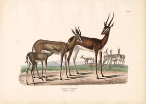 半沙漠中的阿拉伯大羚羊 作者 康拉德库尔