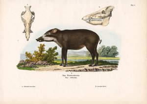 带解剖细节的带状猪 作者 康拉德库尔