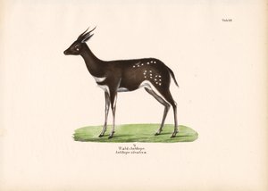 森林羚羊 作者 康拉德库尔