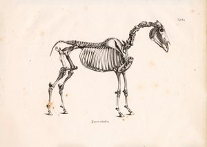 马骨架 作者 Conrad Kull