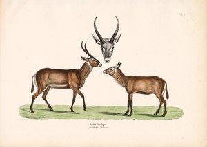 科巴羚羊 作者 康拉德库尔