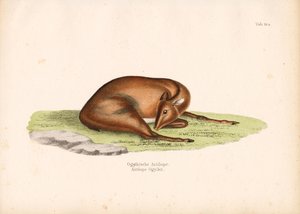 休息姿势的奥格比潜水员 作者 康拉德库尔