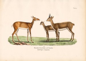 奥里比羚羊家族 作者 康拉德库尔