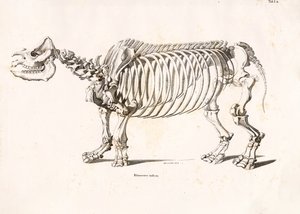 印度犀牛的骨骼