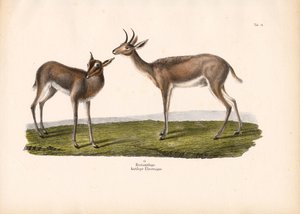 南方苇鸭 作者 康拉德库尔