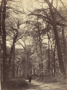 森林场景，约 1865 年1865 年（照片）