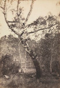 白桦树研究，巴比松，1860-1870年代。