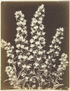 无题[开花植物]，约1870年。  