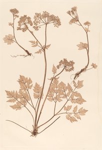 斑鸠草属植物 作者 康斯坦丁·冯·埃廷豪森和阿洛伊斯·波科尔尼