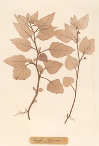 阿尔克肯吉（Physalis Alkekengi 作者 康斯坦丁·冯·埃廷豪森和阿洛伊斯·波科尔尼