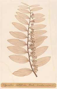 蓼属植物 蒙奇 作者 康斯坦丁·冯·埃廷豪森和阿洛伊斯·波科尔尼