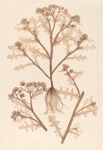 塞纳西奥（Senecio viscosus 作者 康斯坦丁·冯·埃廷豪森和阿洛伊斯·波科尔尼