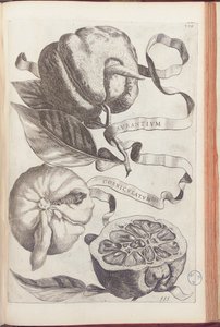 乔瓦尼·巴蒂斯塔·法拉利（Giovanni Battista Ferrari）于1646年将橙板409放回《 Hesperus，热力学的奥勒鲁姆文化与实践四方组合》中