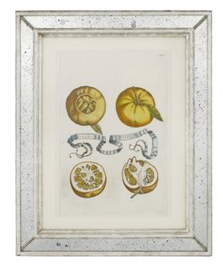 橘子，第405页，出自乔瓦尼·巴蒂斯塔·法拉利（Giovanni Battista Ferrari）的《 Hesperus，热力学的奥勒鲁姆文化与实践研究》，1646年 作者 Cornelis Bloemaert
